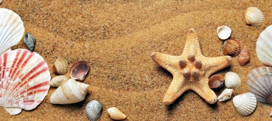 seashells